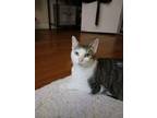 Adopt Primrose a Domestic Short Hair