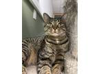 Adopt Esperanza a Domestic Short Hair