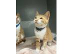 Adopt Sweet Potato a Domestic Short Hair