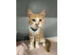 Adopt Marmalade a Domestic Short Hair