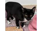 Adopt Prime a Domestic Short Hair