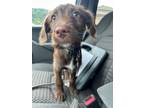 Adopt Screech a Chocolate Labrador Retriever, Terrier