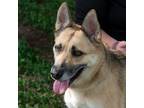 Adopt Viper a Shepherd
