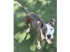 Adopt Squirmy Wormy a Pit Bull Terrier, Mixed Breed