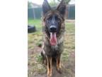 Adopt Poppy a German Shepherd Dog, Mixed Breed