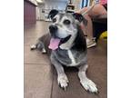 Adopt Katie a Rottweiler, Basset Hound