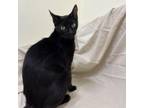Adopt Mia a Domestic Short Hair