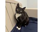 Adopt Millie a Domestic Short Hair