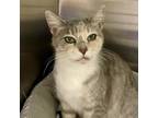 Adopt Katie a Domestic Short Hair