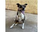 Adopt roxy a Catahoula Leopard Dog
