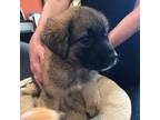 Adopt rosalina a Mixed Breed