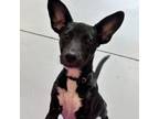 Adopt Belladonna a Black Labrador Retriever