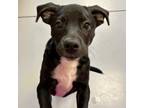 Adopt Rosie a Mixed Breed