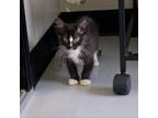 Adopt Lavender a Domestic Short Hair