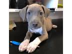 Adopt Breeze a Terrier