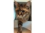 Adopt Rosalind a Domestic Short Hair