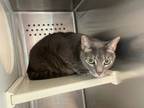 Adopt Ember a Domestic Short Hair