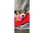 Adopt Sasha a Terrier