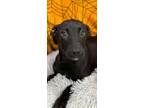 Adopt Bruna a Labrador Retriever