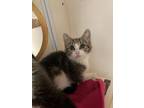 Adopt Honey Crisp a Domestic Short Hair