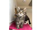 Adopt Fuji a Domestic Medium Hair