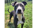 Adopt Lexi a Pit Bull Terrier
