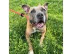 Adopt Louise a Mixed Breed, Pit Bull Terrier