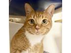 Adopt Marley a Domestic Short Hair