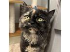 Adopt Jada a American Shorthair, Domestic Short Hair