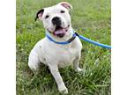 Adopt Kim Possible a Pit Bull Terrier