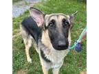 Adopt Athena a German Shepherd Dog