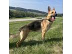 Adopt Courage a German Shepherd Dog