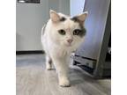 Adopt Lucia a Domestic Medium Hair