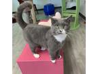 Adopt Nash a Domestic Short Hair, Domestic Medium Hair