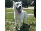 Adopt Kona a Husky, Shepherd