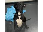Adopt Lola a Mixed Breed