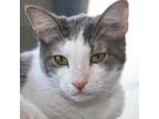 Adopt Rio a Domestic Short Hair