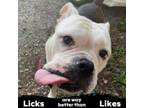 Adopt Storm a Mixed Breed