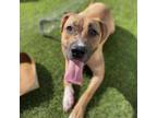 Adopt Geechi a Mixed Breed
