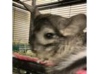 Adopt Bread a Chinchilla