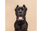 Adopt Rhaenyra a Mixed Breed