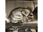 Adopt Jelly a Chinchilla