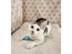 Adopt Elaine a Domestic Short Hair