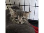 Adopt Eyore a Domestic Medium Hair