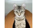 Adopt Vhagar a Domestic Short Hair