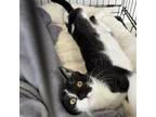 Adopt Agnes a Domestic Short Hair
