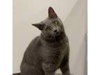 Adopt Sophie a Domestic Short Hair