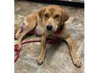 Adopt Nola a Labrador Retriever