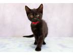 Adopt Beans a Domestic Short Hair