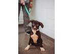 Adopt 75929A Remy a American Staffordshire Terrier, Mixed Breed